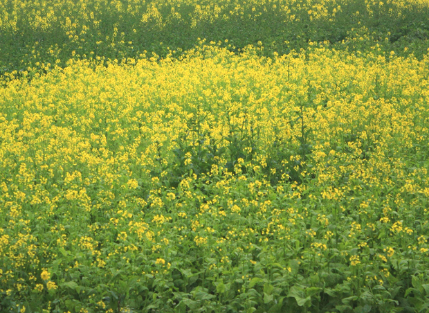 四川地震遗址博物馆旁的油菜花